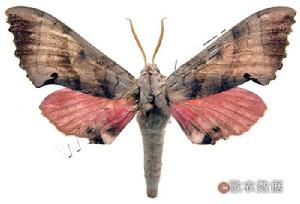 棗桃六點天蛾 棗桃六點天蛾