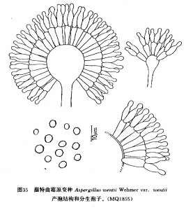 溫特麴黴原變種 溫特麴黴原變種