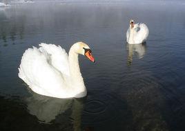 哈爾濱天鵝水上公園 哈爾濱天鵝水上公園