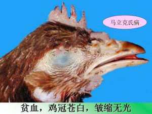 馬立克氏病 馬立克氏病