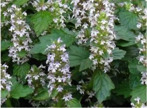 狹葉金瘡小草 狹葉金瘡小草