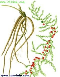 攀援天門冬 攀援天門冬