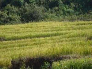 大荒地自然村 大荒地自然村
