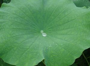 碧盤滾珠 碧盤滾珠