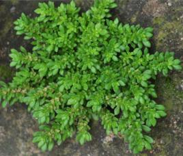 小葉冷水花 小葉冷水花