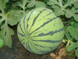 京抗3號 京抗3號