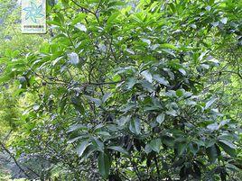 光葉梔子皮 光葉梔子皮