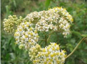 灰毛麻菀 灰毛麻菀