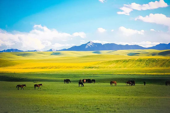 等一個人,陪我去張掖。