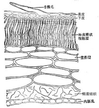 牽牛子橫切面簡圖
