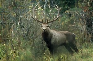 克什米爾馬鹿 克什米爾馬鹿