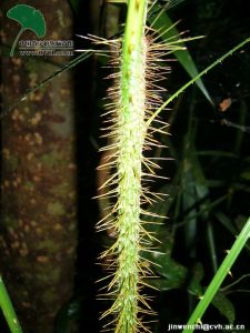 多刺雞藤 多刺雞藤