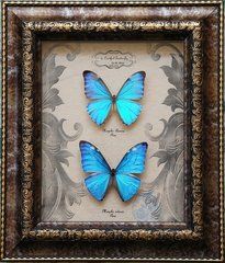 安東尼斯閃蝶 安東尼斯閃蝶