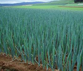 大通雞腿蔥 大通雞腿蔥