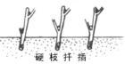 硬枝扦插 硬枝扦插