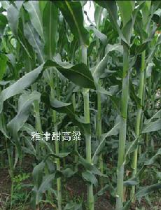 甜高粱雅津13號 甜高粱雅津13號