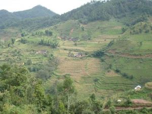 棉花林村 棉花林村