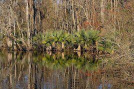 曼查克沼澤 曼查克沼澤