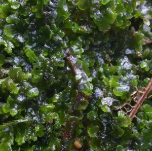 羽枝梳蘚 羽枝梳蘚