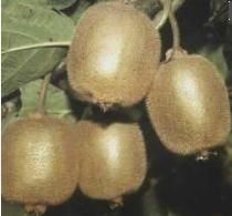 諸城獼猴桃 諸城獼猴桃