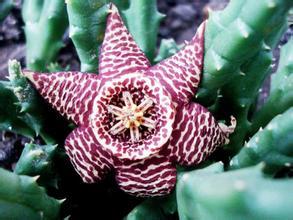 海星花[草本植物]