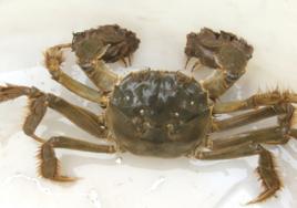 鎮江江蟹 鎮江江蟹