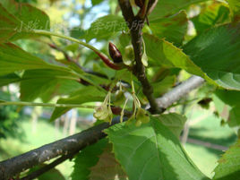 領春木科 領春木科