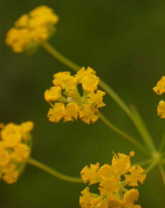 細莖有柄柴胡 細莖有柄柴胡