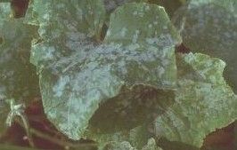 二孢白粉菌 二孢白粉菌