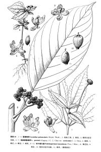 毛葉錐頭麻 毛葉錐頭麻