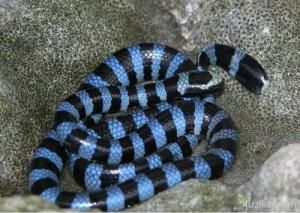 灰藍扁尾海蛇