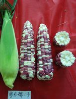 粵彩糯1號 粵彩糯1號