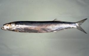 長頷寶刀魚