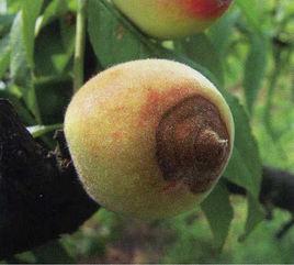 桃樹輪紋病 桃樹輪紋病