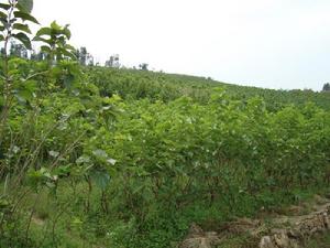 小石官屯自然村桑蠶養殖業