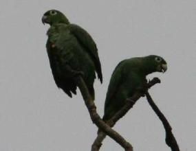 栗尾鸚哥查普曼亞種 栗尾鸚哥查普曼亞種