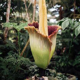 屍香魔芋[泰坦魔芋花]