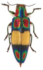 吉丁甲科 吉丁甲科