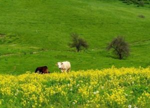 庫爾德寧生態旅遊風景區