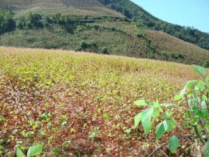 小麻勐自然村 小麻勐自然村