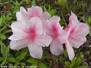 香花白杜鵑 香花白杜鵑