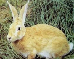 太行山兔 太行山兔