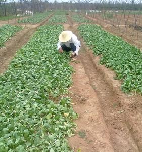 紫郡幸福農莊實景照片