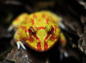 南美角蛙 南美角蛙