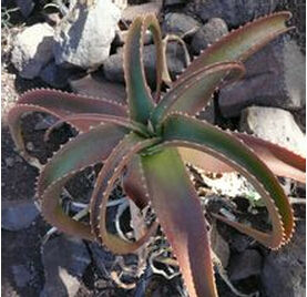 海倫蘆薈 海倫蘆薈