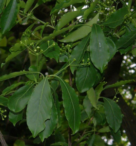 厚葉衛矛 厚葉衛矛