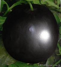 湘育黑玫瑰 湘育黑玫瑰