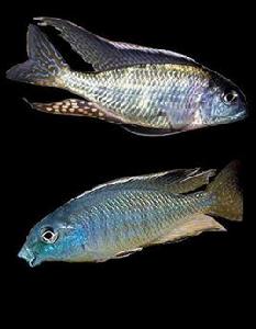 米潤斯天使馬勒當拿珍珠 米潤斯天使馬勒當拿珍珠