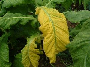 （圖）煙霜霉病菌