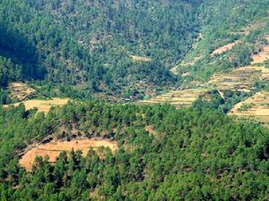 柏坡林自然村 柏坡林自然村